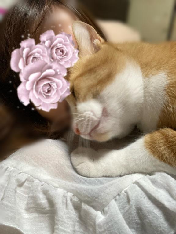 ねこのひ！